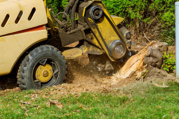 Lemoore, CA Tree Care Services Company