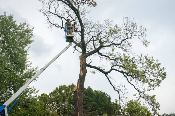 How Our Tree Care Process Works  in  Lemoore, CA