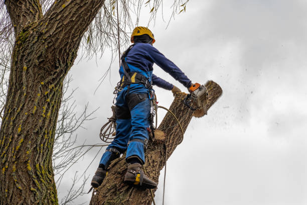  Lemoore, CA Tree Care Services Pros